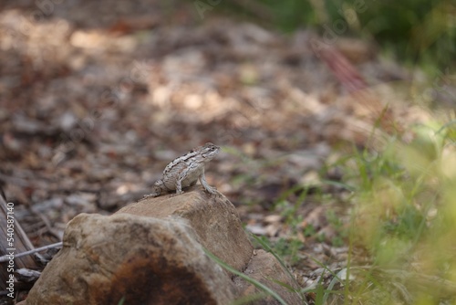 Texas horned toad photo