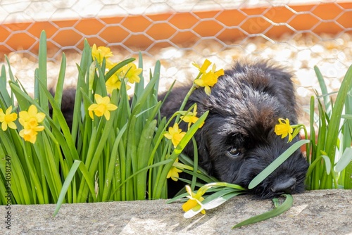 puppy in buttercup