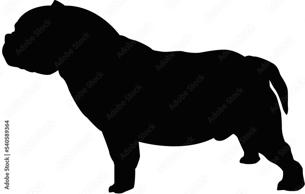 American Exotic Bully Side shots