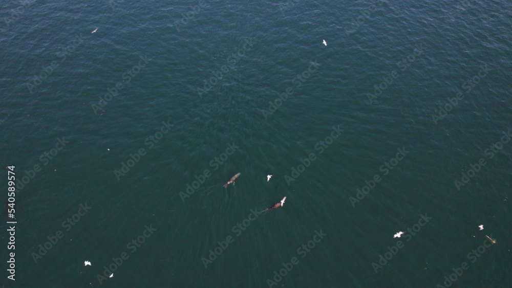 Aerial shot of sea lion family swimming in coastal waters, marine life, seals, colony, Pacific Ocean, Vancouver Island, West Coast. 4K 24FPS. Aerial shot of sea lion family swimming in coastal waters, marine life, seals, colony, Pacific Ocean, Vancouver Island, West Coast. 4K 24FPS.
