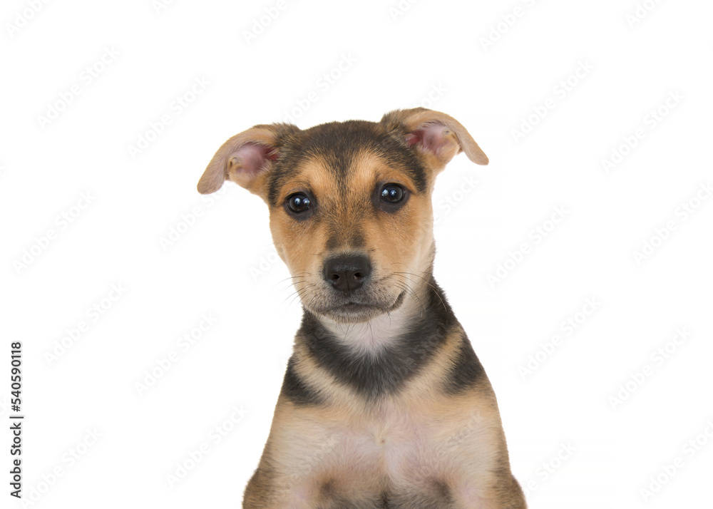 Portrait of an adorable black, tan and brown german shepherd pit bull mix puppy looking directly at viewer. Isolated on white background.