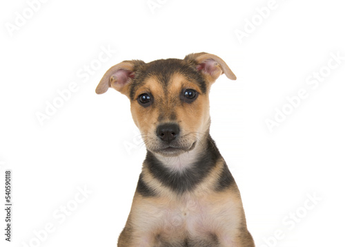 Portrait of an adorable black, tan and brown german shepherd pit bull mix puppy looking directly at viewer. Isolated on white background. © sheilaf2002