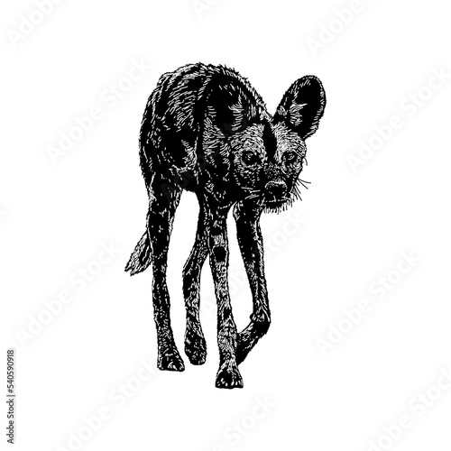 African Wild Dog hand drawing vector illustration isolated on background.