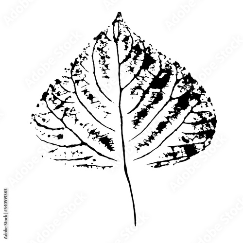 Poplar leaf. Leaf texture with veins, ink print isolated on white background. Realistic nature element for the design.