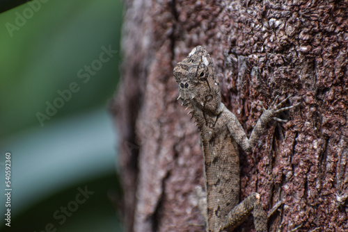 Closeup shot of Indian chameleon ( chameleo zeylanicus) on wooden branch