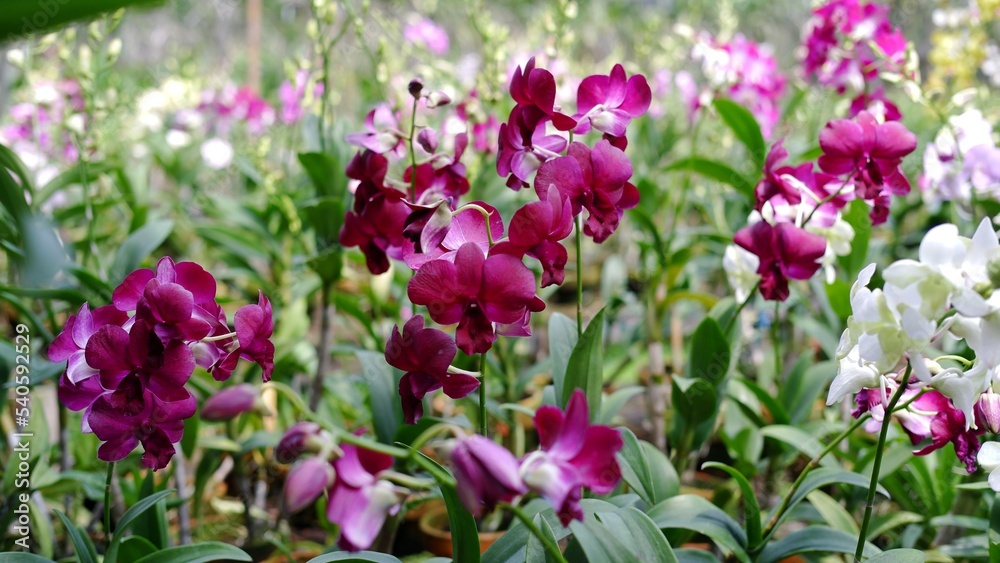 Beautiful dendrobium orchid flowers at the field. Dendrobium is a genus of mostly epiphytic and lithophytic orchids in the family Orchidaceae. It is a very large genus, containing more than 1,800 spec Beautiful dendrobium orchid flowers at the field. Dendrobium is a genus of mostly epiphytic and lithophytic orchids in the family Orchidaceae. It is a very large genus, containing more than 1,800 spec