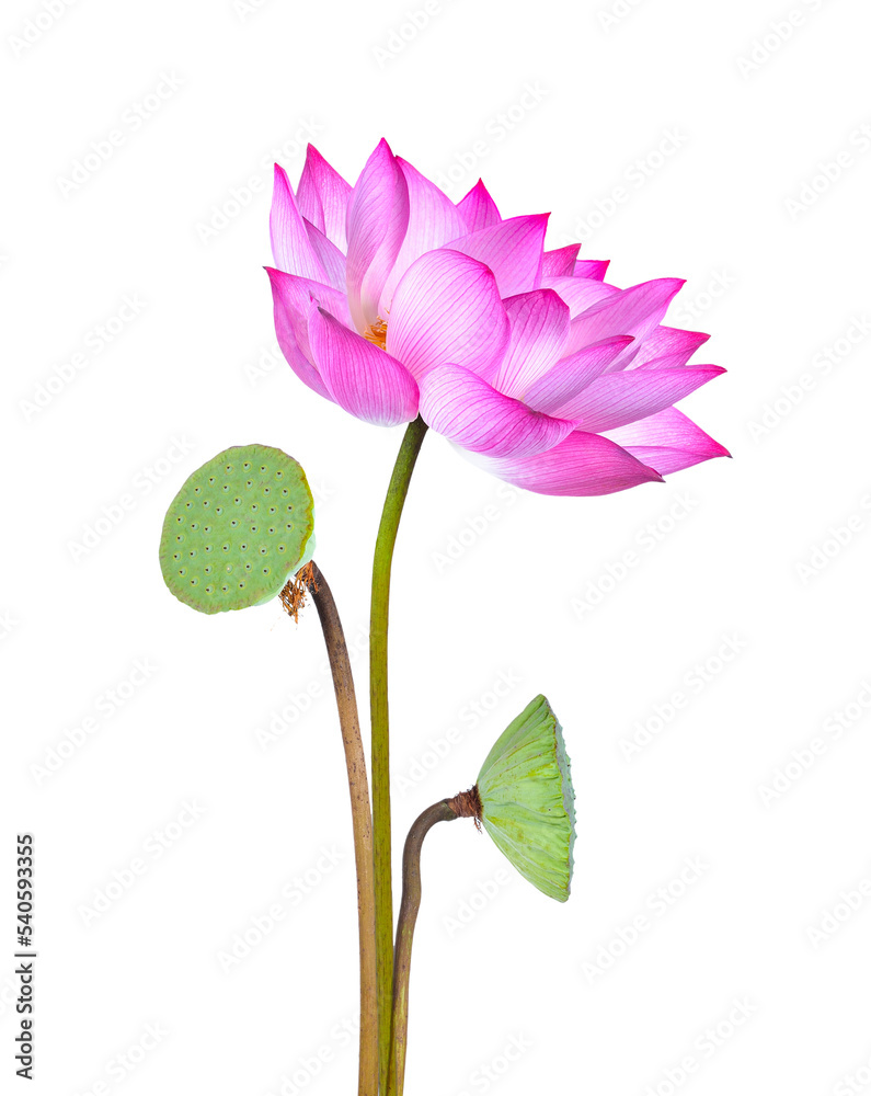 lotus flower isolated on transparent png lotus flower isolated on transparent png