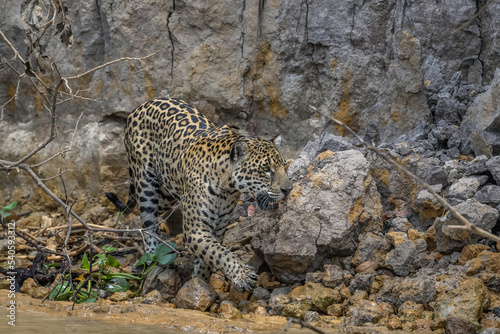 Jaguar walking past a fallen boulder under a cliff on the banks of a river in the Pantanal