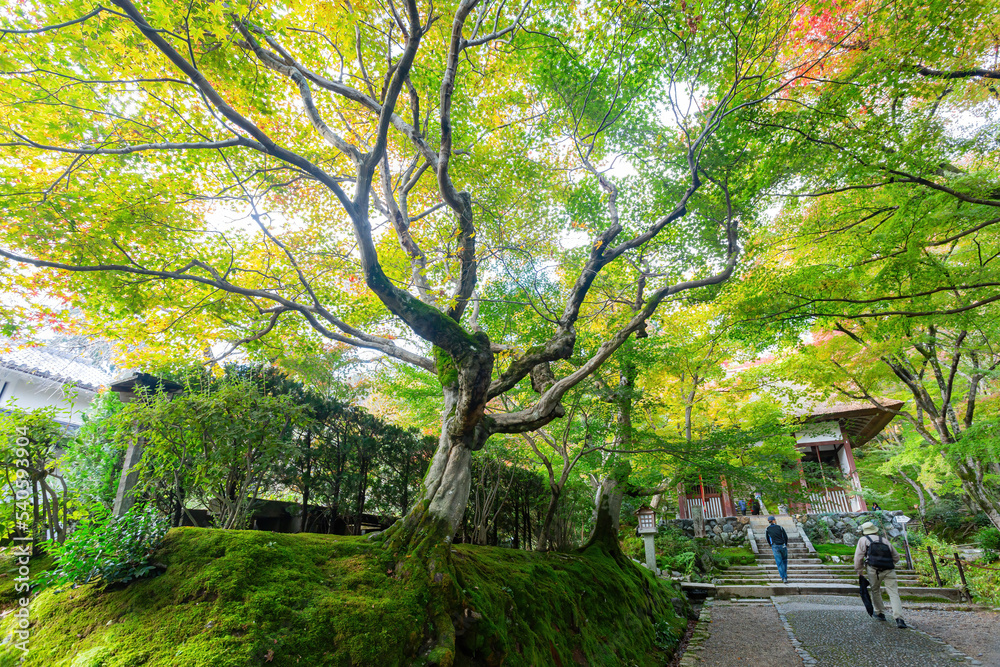 Beautiful fall color in the Jojakko-ji Temple Beautiful fall color in the Jojakko-ji Temple