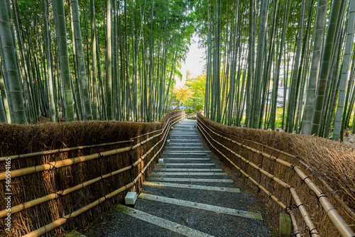 Sunny view of the bamboo forest at Adashino Nenbutsu Ji