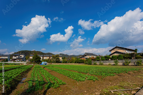 Sunny view of farm rural landscape