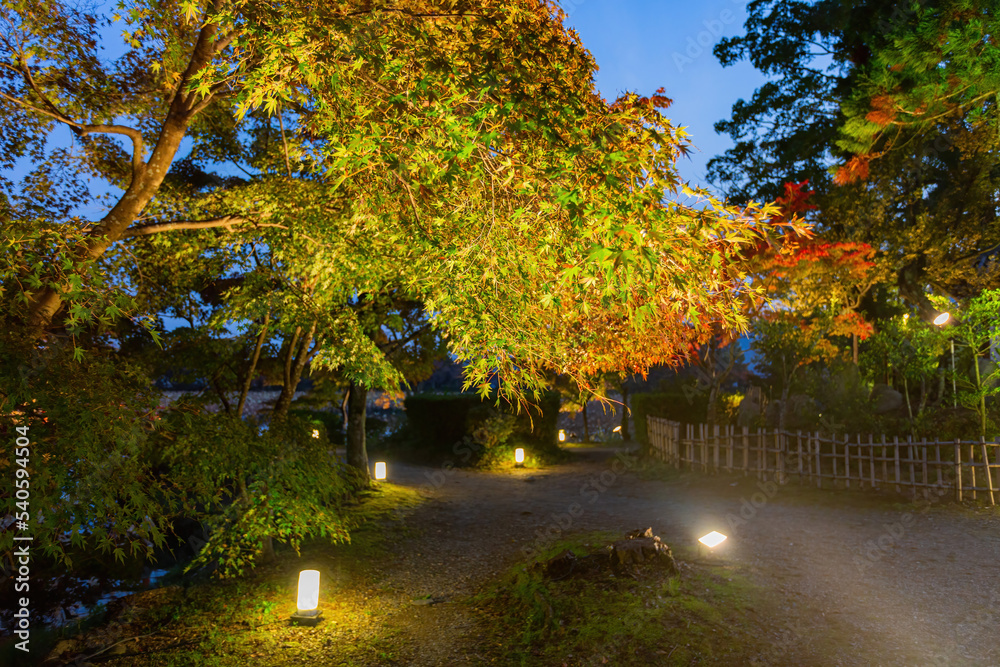 Obraz premium Night view of the fall color in Daikaku Ji