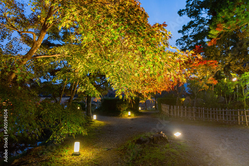 Night view of the fall color in Daikaku Ji photo