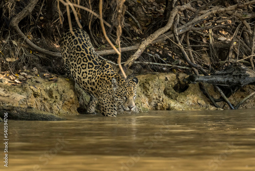jaguar entering the river as it begins to hunt