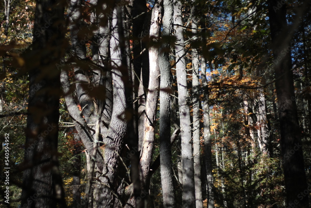 Fototapeta premium White ash tree during fall