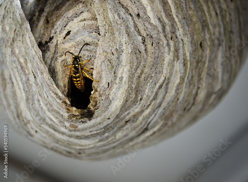 Single wasp crawling out of a wasp nest