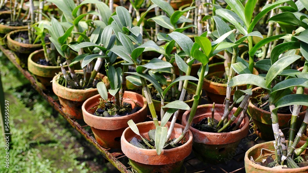 line of dendrobium orchids grown using charcoal and in brown clay pots