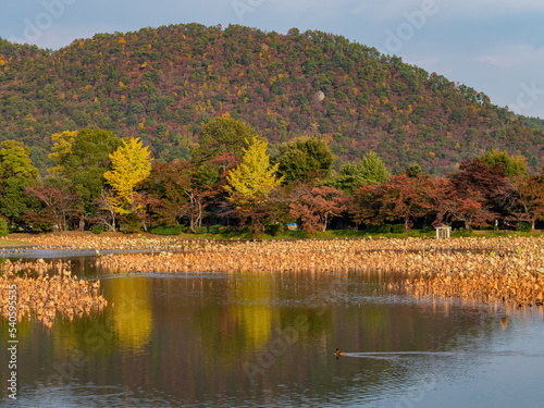 Sunny view of the fall color of Osawa Pond photo