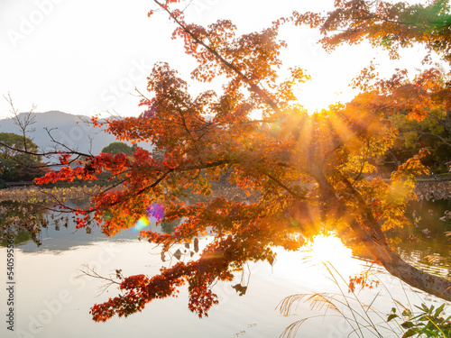 Sunny view of the fall color of Osawa Pond photo