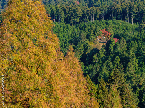 Aerial view of the beautiful fall color around Mount Hiei photo