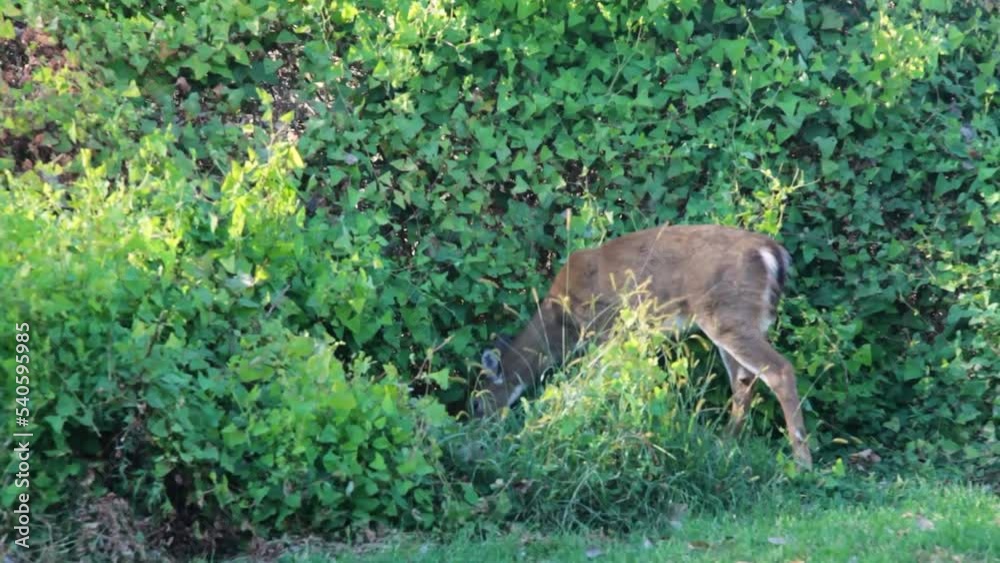 Young small deer eating leaves Young small deer eating leaves