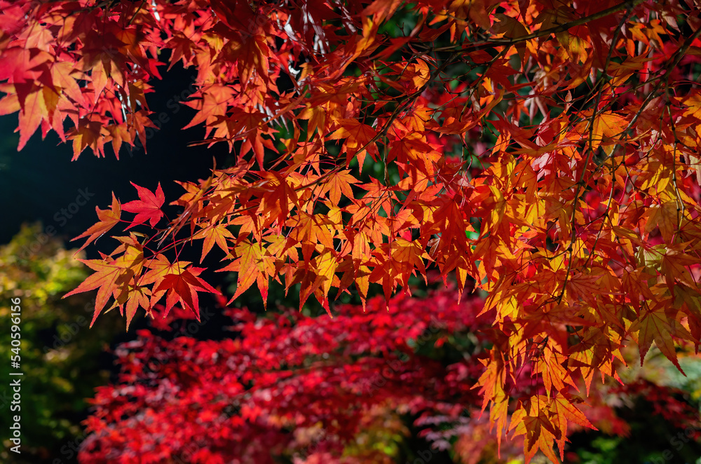 Night fall landscape in the Zenrin-ji Temple Night fall landscape in the Zenrin-ji Temple