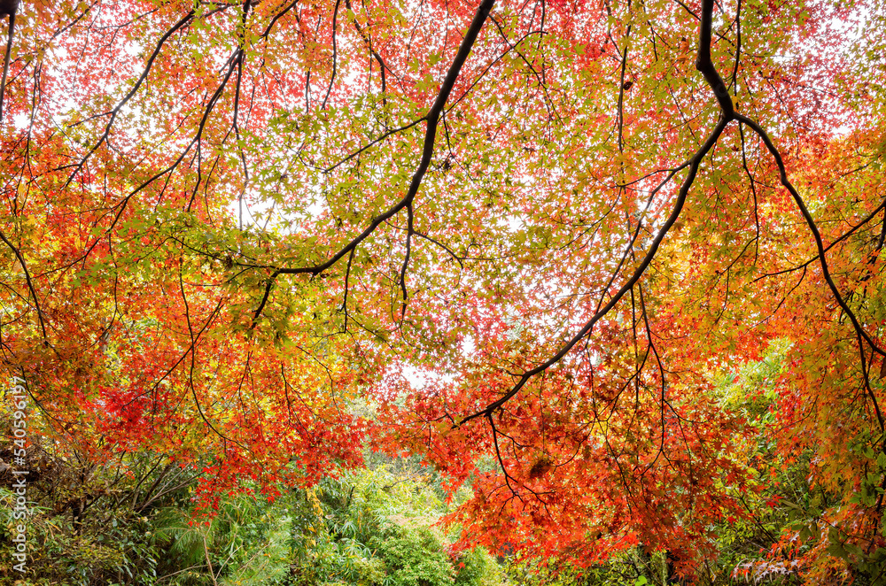 Daytime view of the fall color at Arashiyama