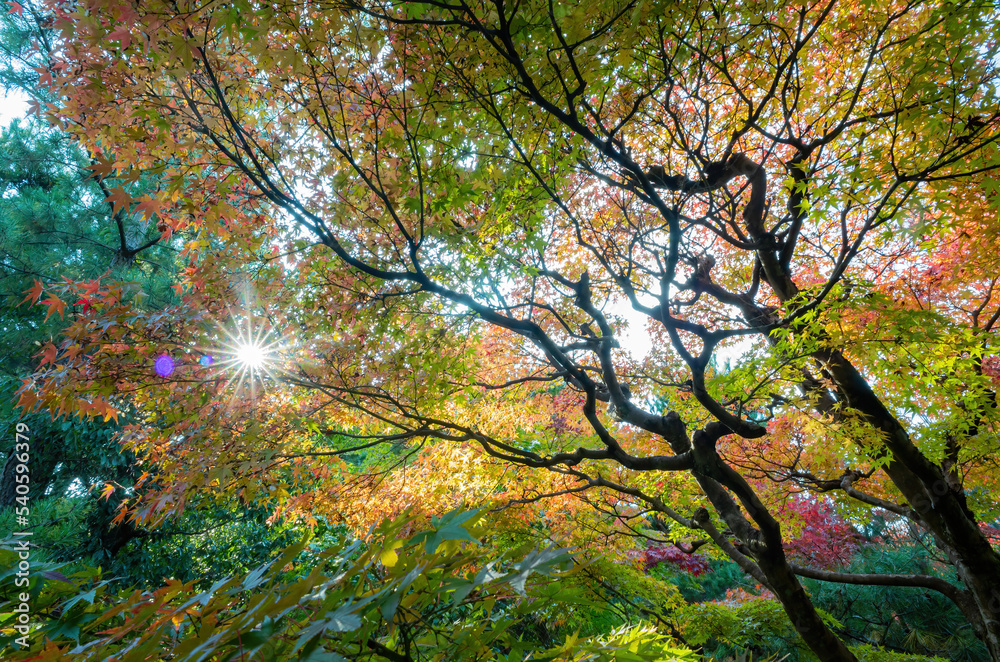 Sunny autumn landsacpe at Seiryo-ji Temple, Arashiyama