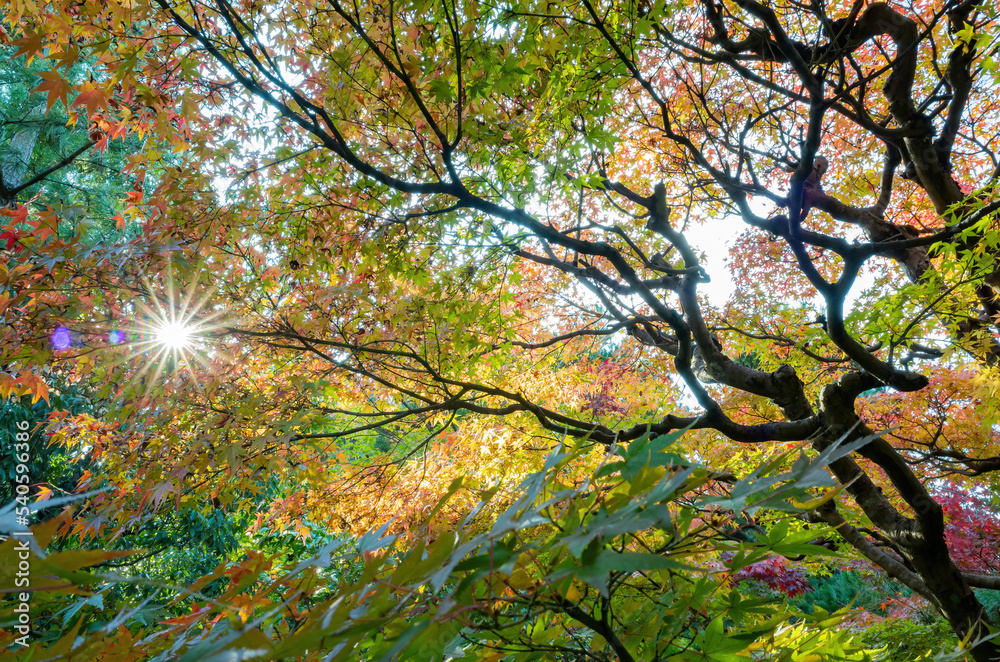 Obraz premium Sunny autumn landsacpe at Seiryo-ji Temple, Arashiyama