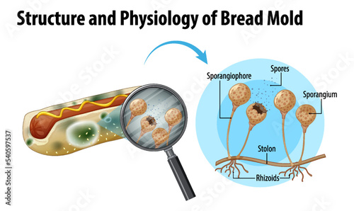 structure and physiology of bread mold