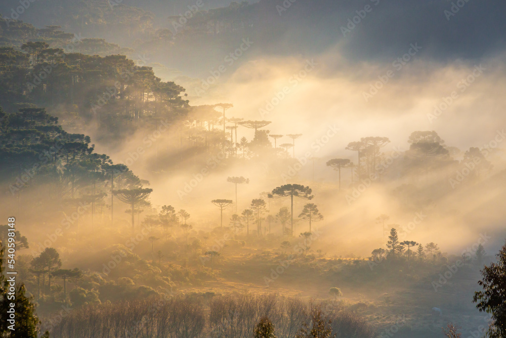 Southern Brazil countryside and Araucaria conifer landscape at peaceful sunrise