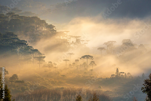 Southern Brazil countryside and Araucaria conifer landscape at peaceful sunrise