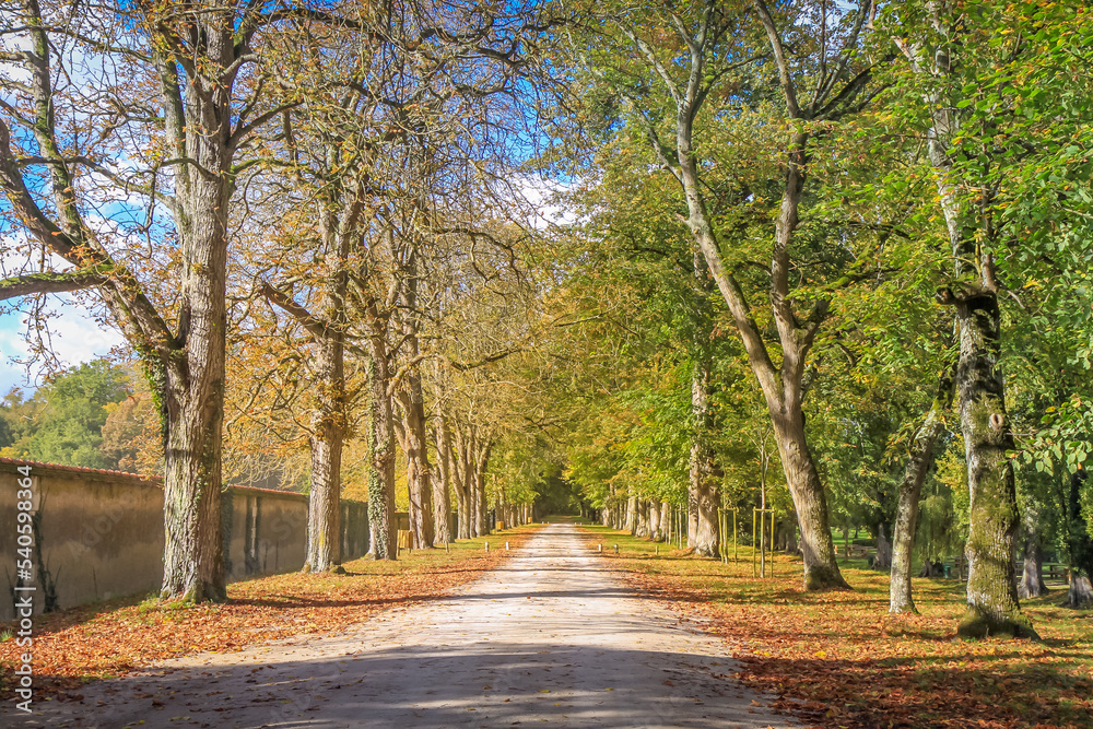Alley lined in a row with ancient oak trees landscape in France Countryside