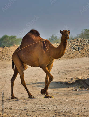 a camel in desert