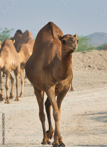 camel walking in desert