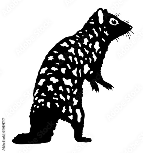 eastern quoll vector