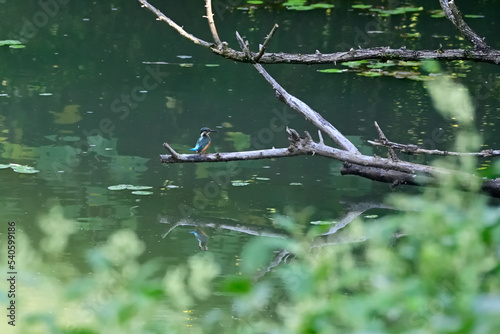 池で小魚を狙うカワセミ