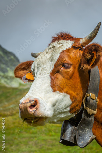 Swiss brown cow in the alpine landscape, Gran Paradiso, Northern Italy