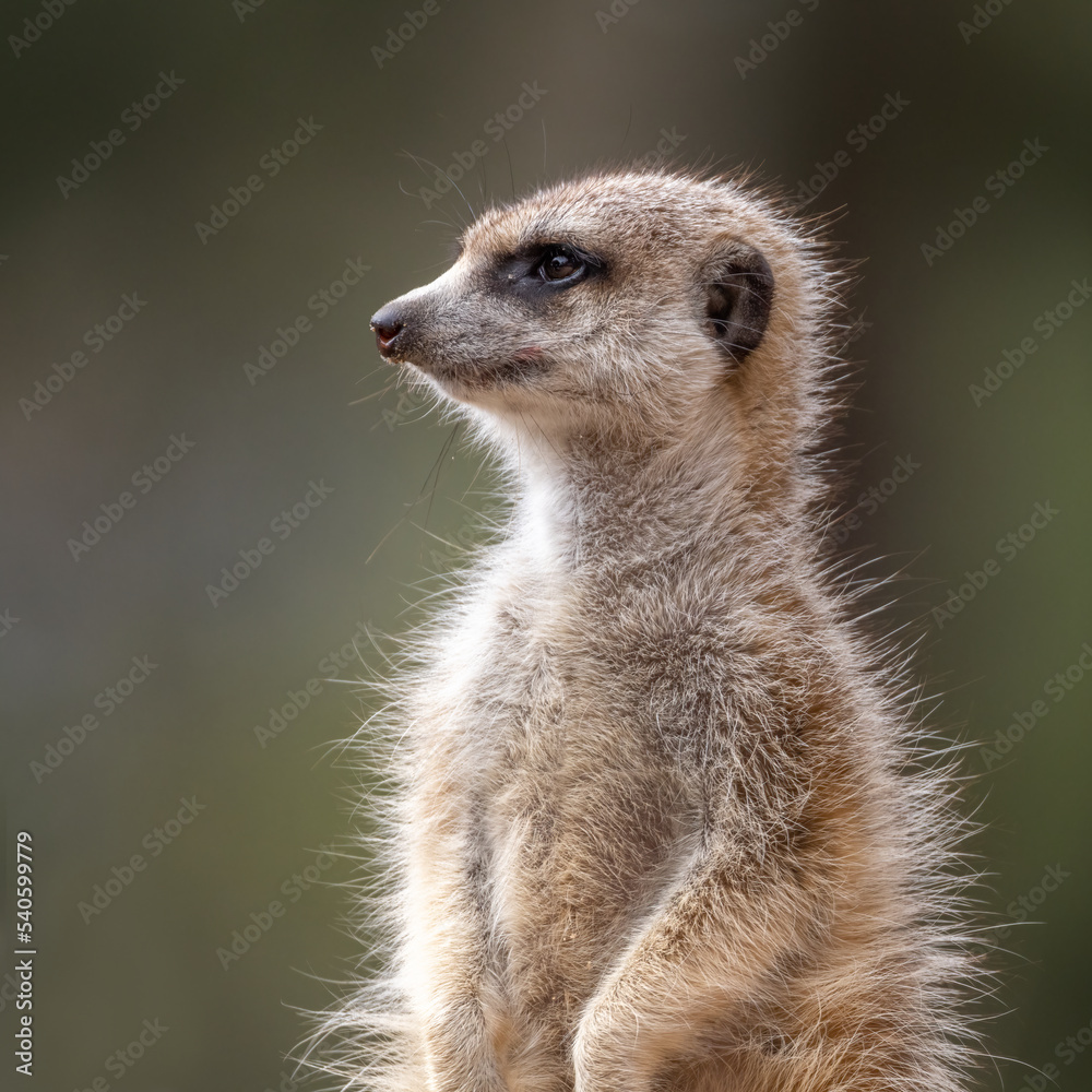 Fototapeta premium Meerkat (suricata suricatta) looking towards the left, isolated on plain background