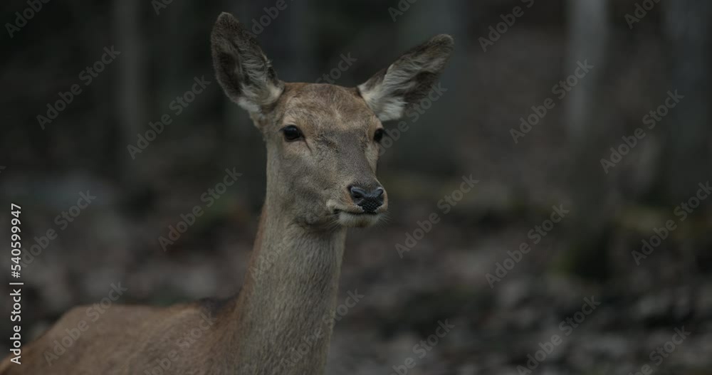 Deer shivers on cold autumn morning while looking around forest - close up on head Deer shivers on cold autumn morning while looking around forest - close up on head