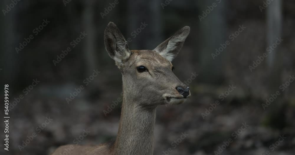 Deer looking off into distance for danger - autumn forest in background - side profile Deer looking off into distance for danger - autumn forest in background - side profile