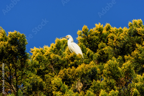 Garza blanca posada en árbol verde y amarillo. Escena fantástica con cielo azul profundo photo