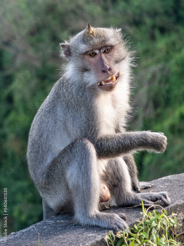 Bali monkey