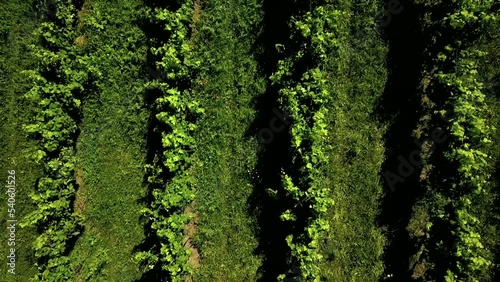 wine vine yard aerial view photo