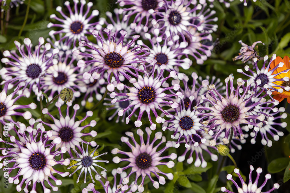 African daisy the southern African succulent shrub African daisy the southern African succulent shrub