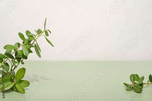 Fototapeta Naklejka Na Ścianę i Meble -  bilberry leaves on light green background. copy space for product promotion. natural cosmetic or herbal scented product presentation. herbs as beauty and healthcare ingredient.