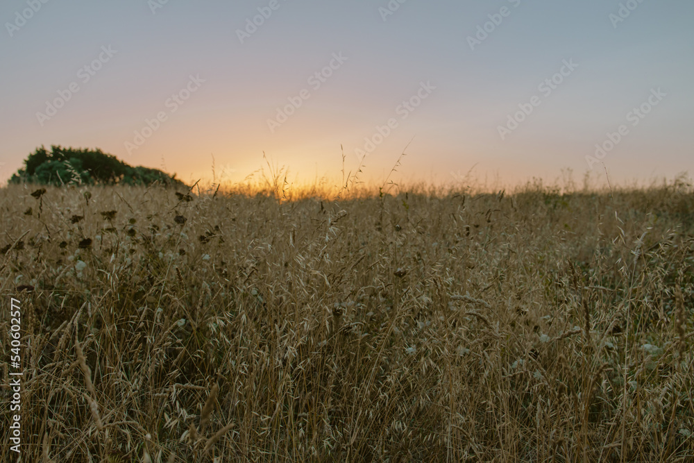 A field of golden grass against the backdrop of a beautiful scarlet sunset, a beautiful landscape for a background or screensaver. A field of golden grass against the backdrop of a beautiful scarlet sunset, a beautiful landscape for a background or screensaver.