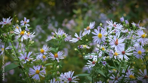 Lovely blooming American aster wildflowers.in a natural forest setting in central Minnesota. Footage begins with intention blurr, followed by slow zoom in. photo