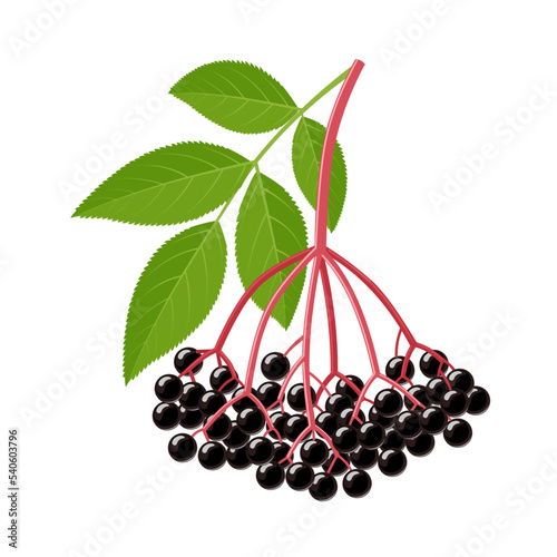 Vector illustration, elderberry or sambucus, with green leaves, isolated on white background. photo