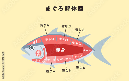 まぐろ解体図のイラスト